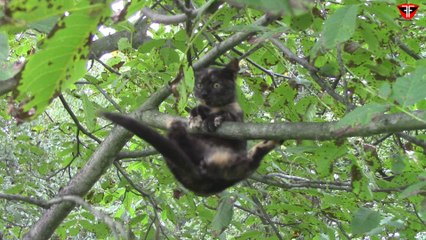 Cat is balancing on tree
