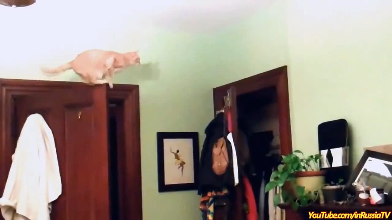 FUNNY VIDEOS_ Funny Cats - Funny Cat Videos - Funny Animals - Cats Funny Jump Compilation