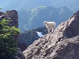Mountain Goats on Mt Ellinor - Olympic mountains