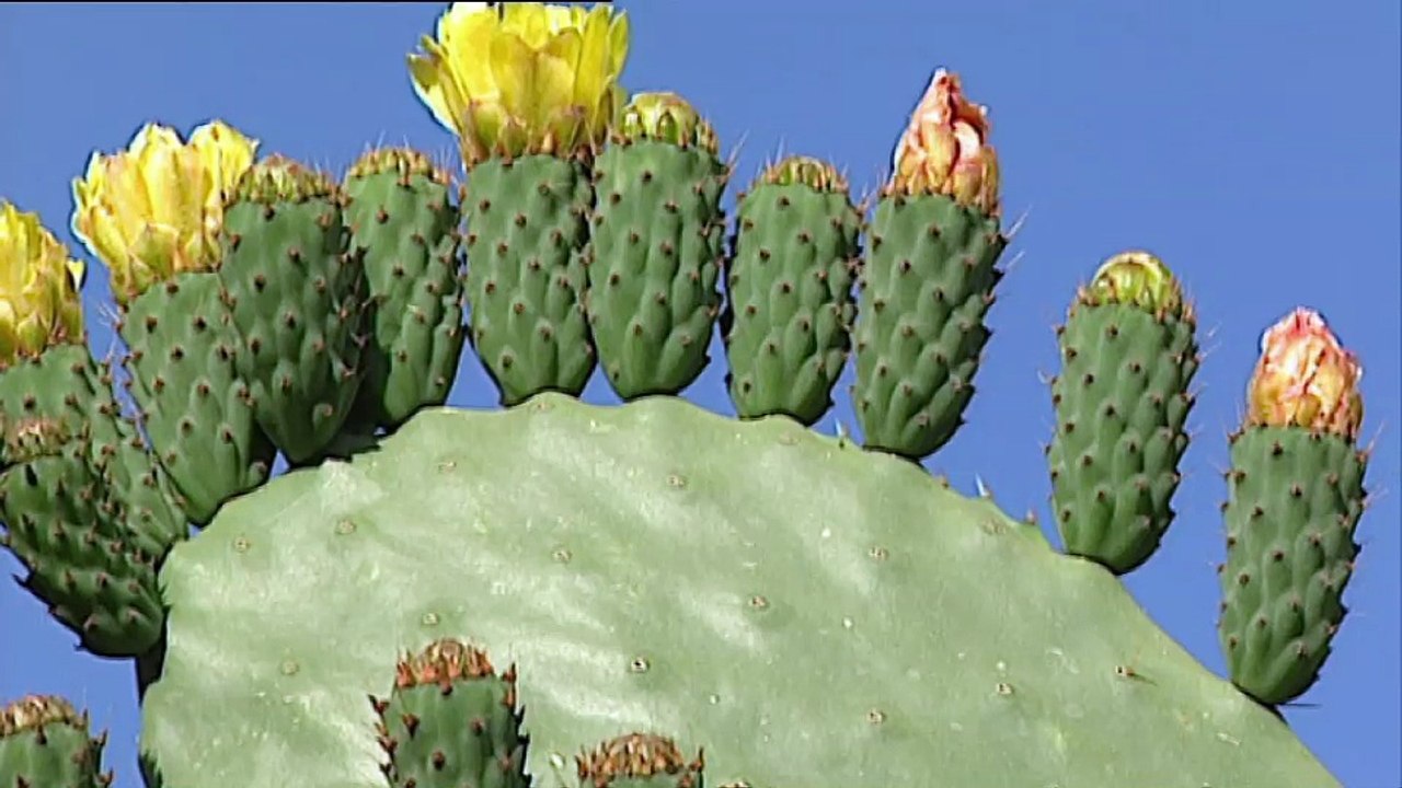 Chypre, le soleil d'Aphrodite