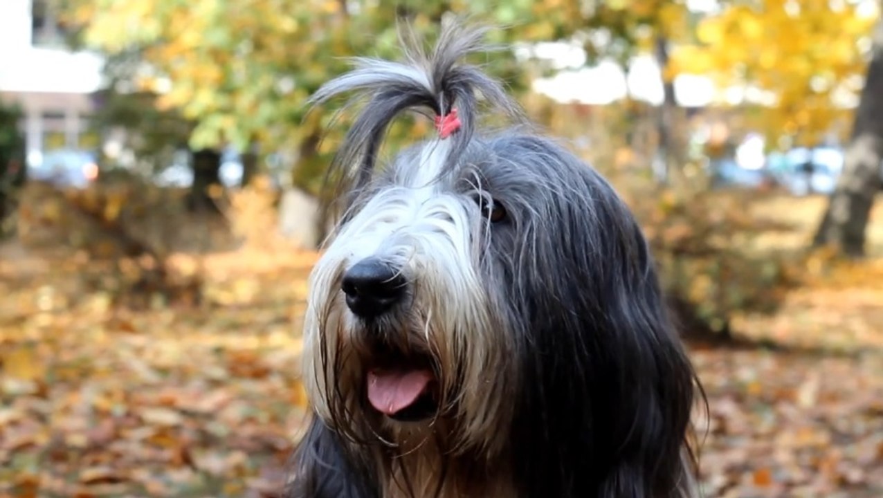 Sakallı Collie (Bearded Collie)