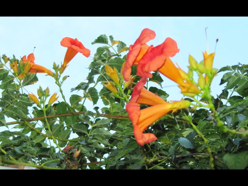 Maria e Matilde Teixeira canta Rio Torto! Fernando Teixeira.