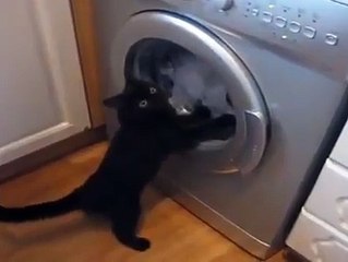 Cat vs Washing Machine - Funny Videos