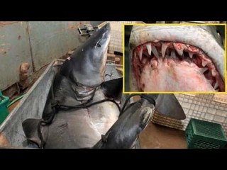 世界記録？６００キロのサメ