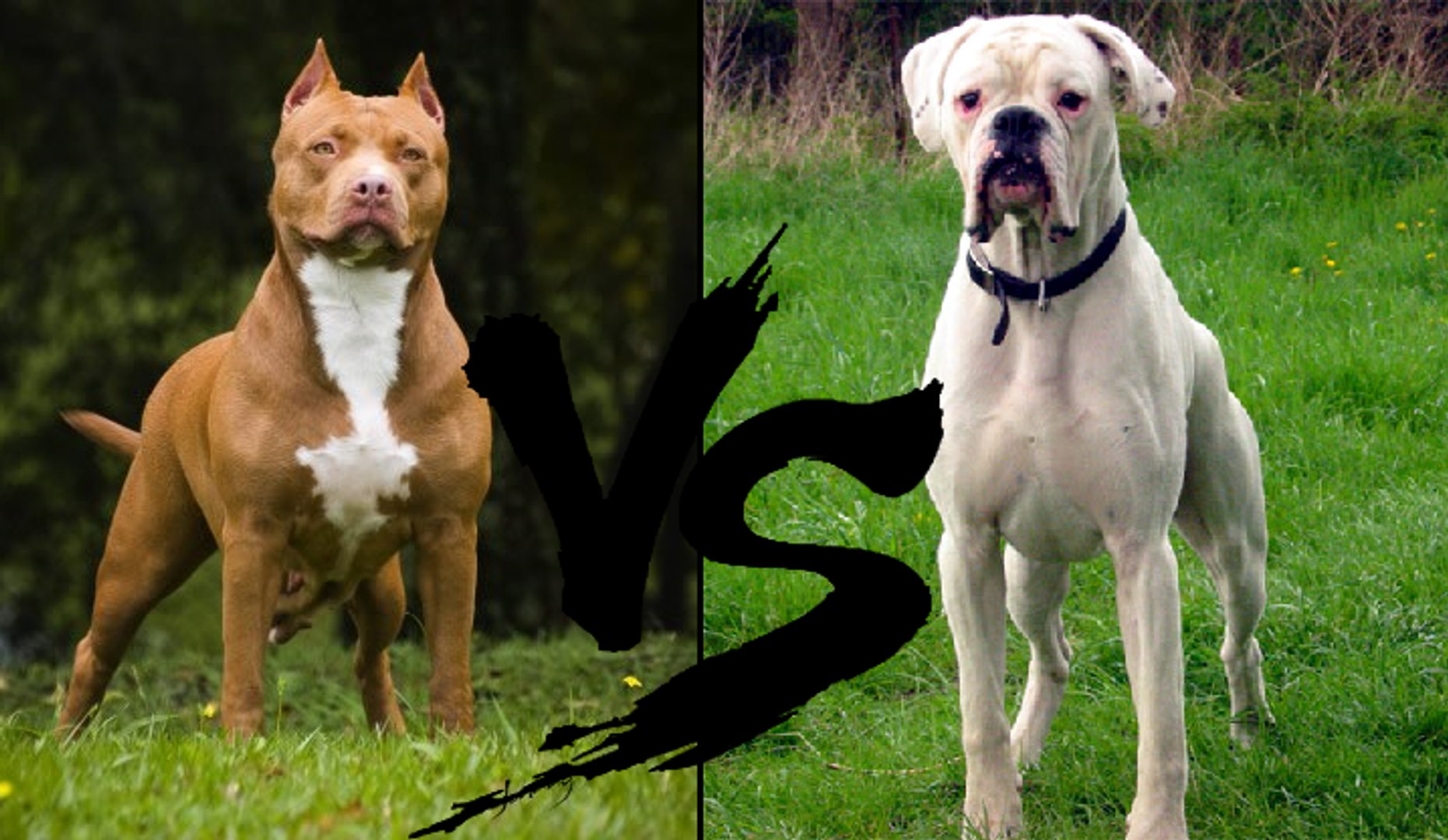 Boxer Vs Pitbull Dailymotion Video