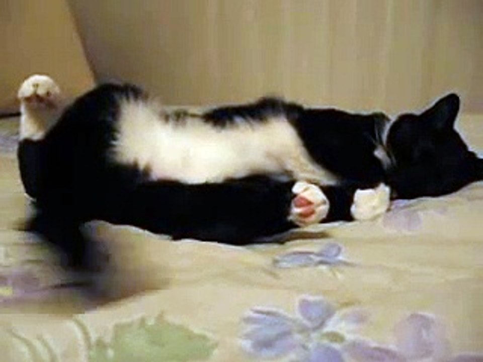 Lazy Cat