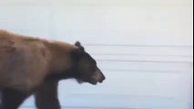 Oh non, un ours ! Oh non, un humain !