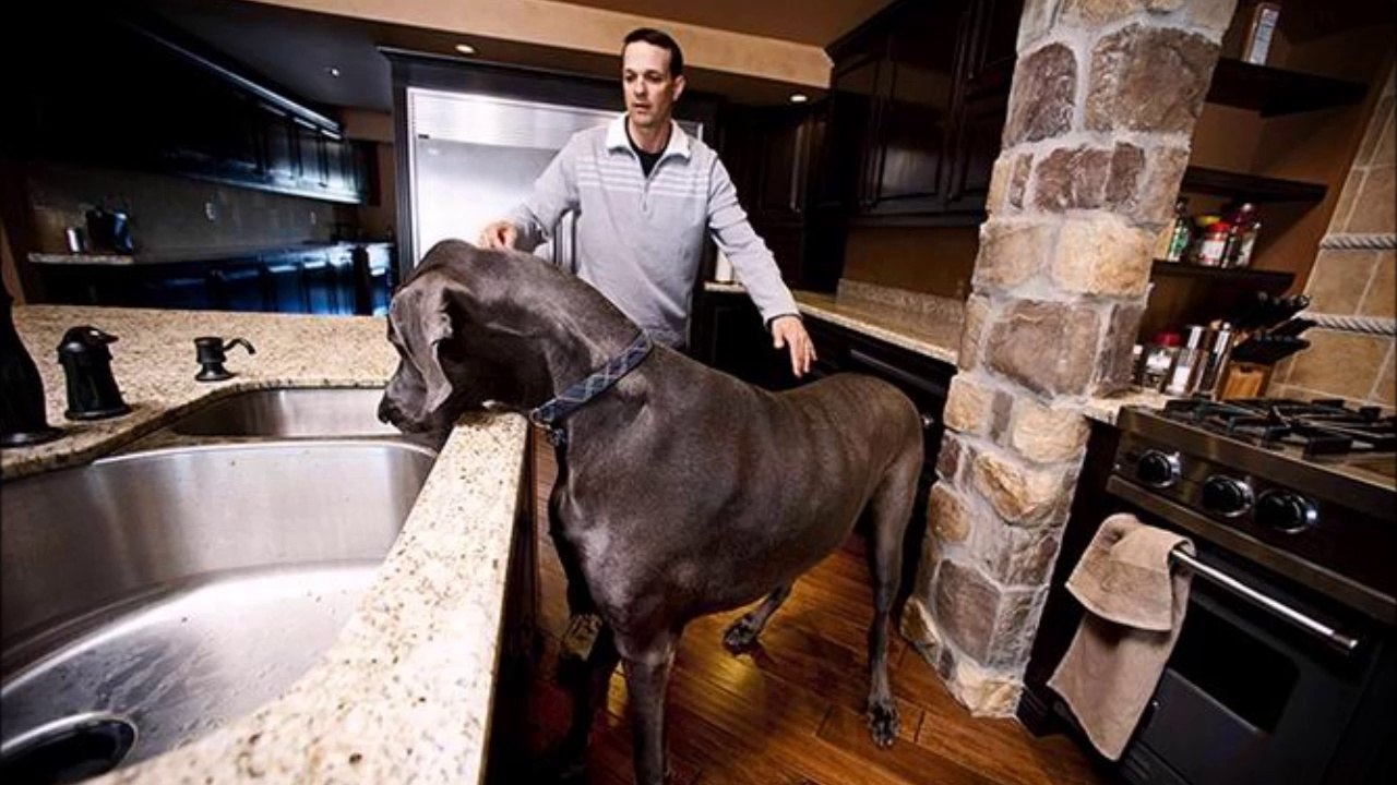 Animaux Géants Flippants - compilation