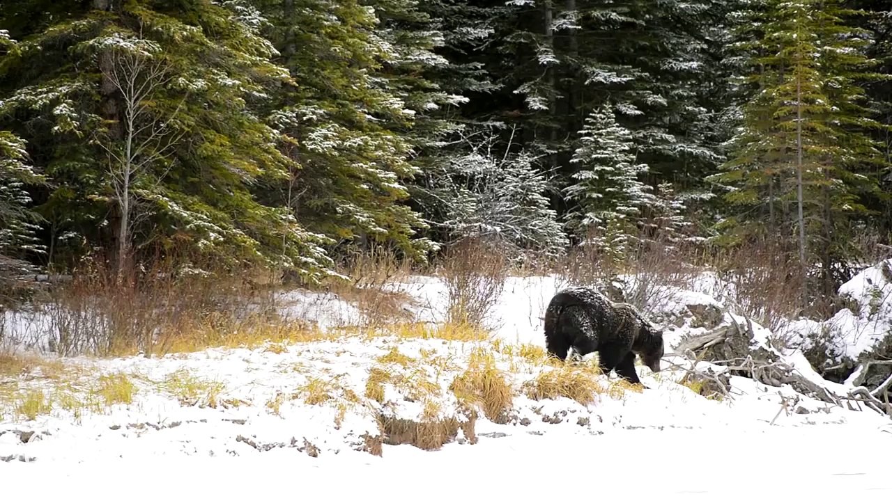 Banff National Park  - Bear Feeds on Elk