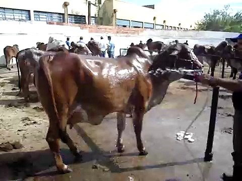 Vaca Gir - Raça Gir 2 - bovino - Zebu - Cow Gir breed