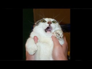 'Furry' Ryan Havens Tannenholz accused of sex with cat multiple times