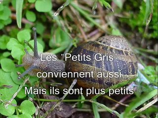Comment préparer et conserver des escargots