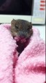 Cute Mouse Grooms Itself at Wildlife Hospital