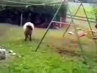 The Sheep Found Her Favorite Game Play - Funny Videos