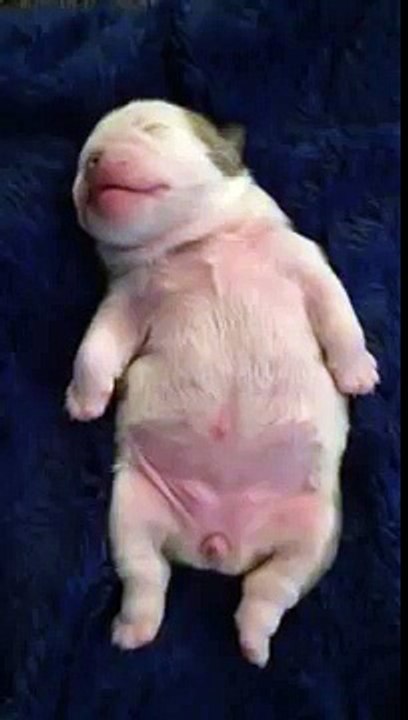 Precious Bulldog Puppy Dreaming