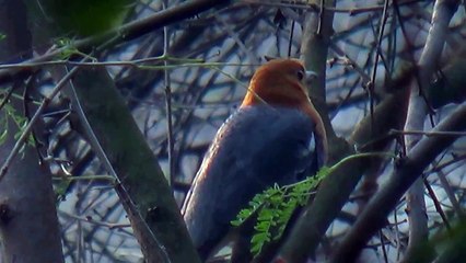 Orange-headed Thrush - Male (SHRIKANT MADHAV KELKAR)