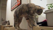 【モアクリ】 バリバリ合戦 - Scratch Cats -