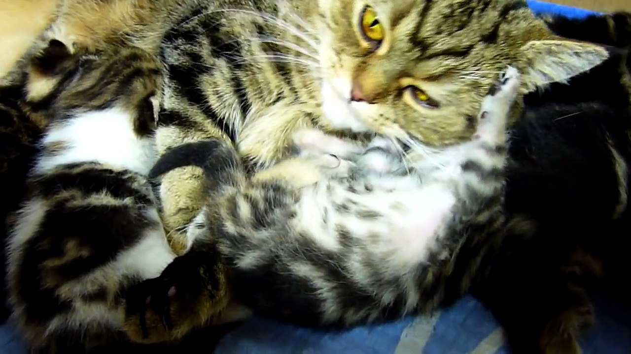 Mom Cat talking to her Kittens. 20 min BONUS video