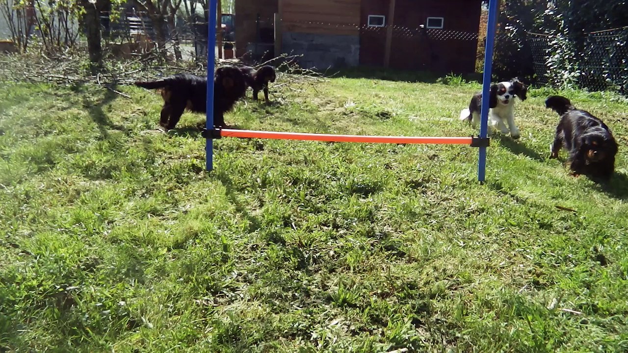 agility de jessie
