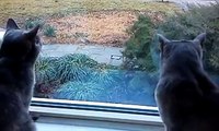 Two cats having a conversation - Video Dailymotion