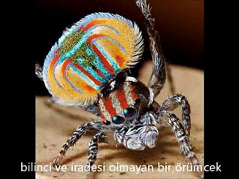 Tavus Kuşu Örmceği