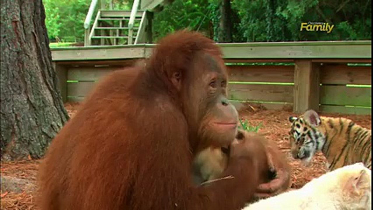 funny animals