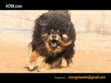 Tibetan Mastiff！The Return of the King!