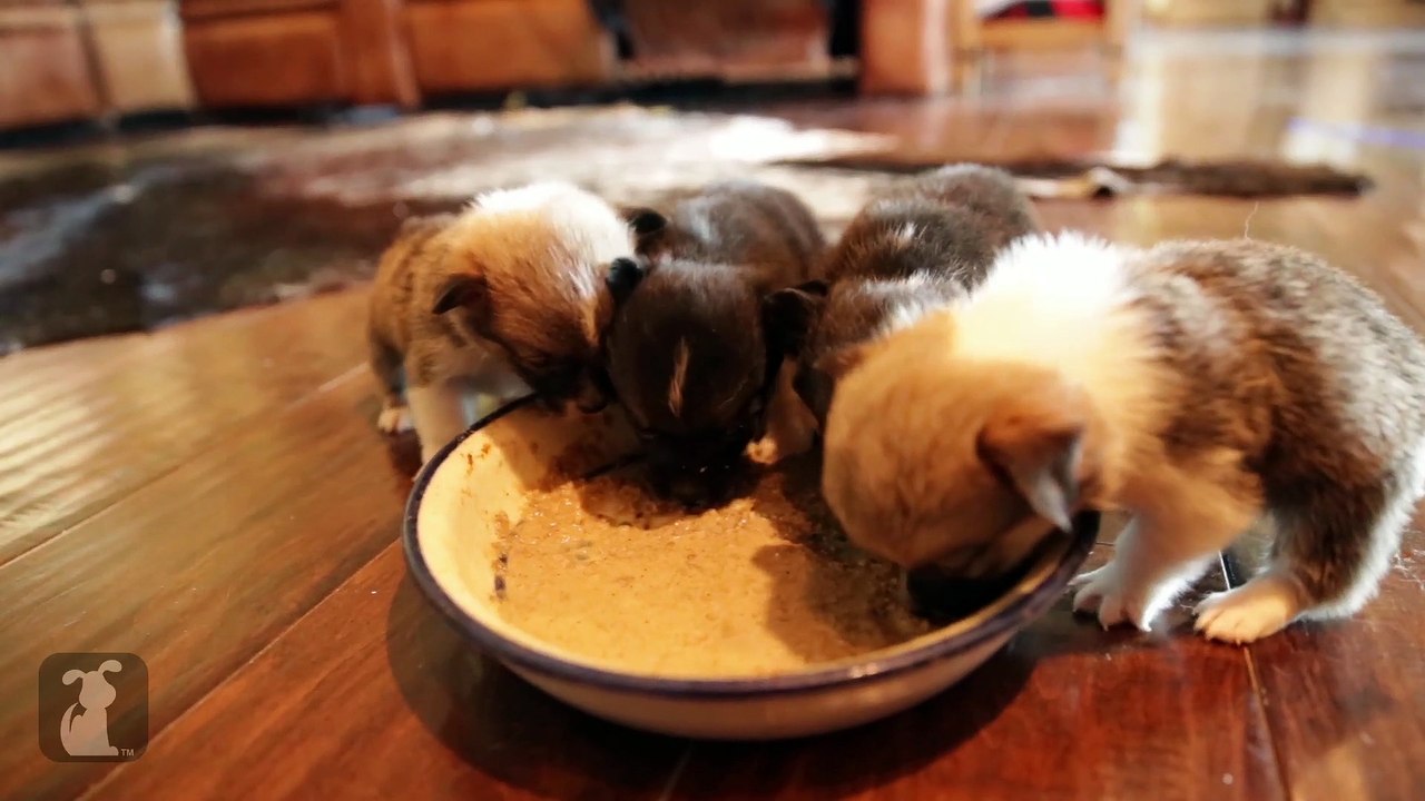 Mini Corgis Are Messy Eaters