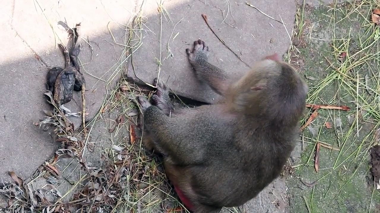 Dead Monkey at the ZOO