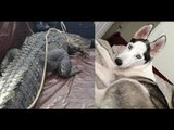 Alligator eats dog: 500-pound gator devours 80-pound Husky