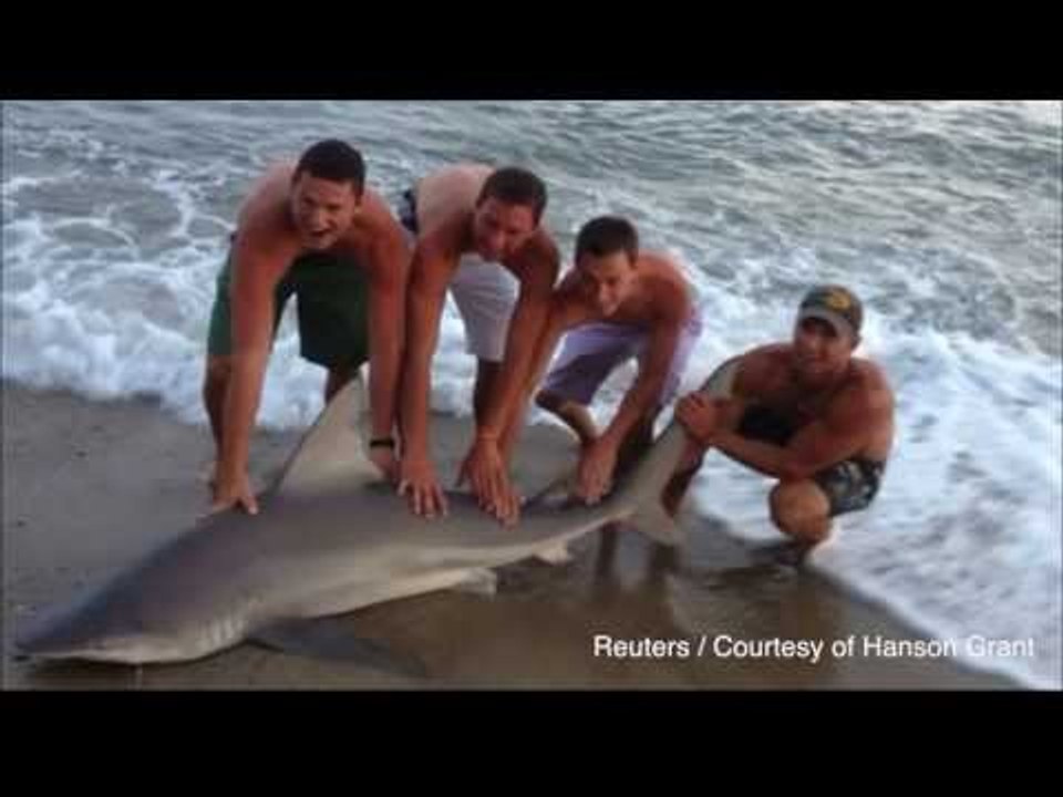 Idiot wrestles helpless shark to shore