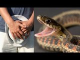 Snake leaps out of toilet, bites man's junk