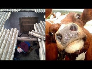 Cow on roof falls, crushes man in his sleep