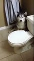 Mira el drama que hace este perro para no bañarse