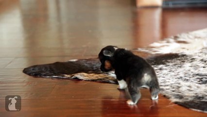 The Cutest Corgi Puppy Sneezing