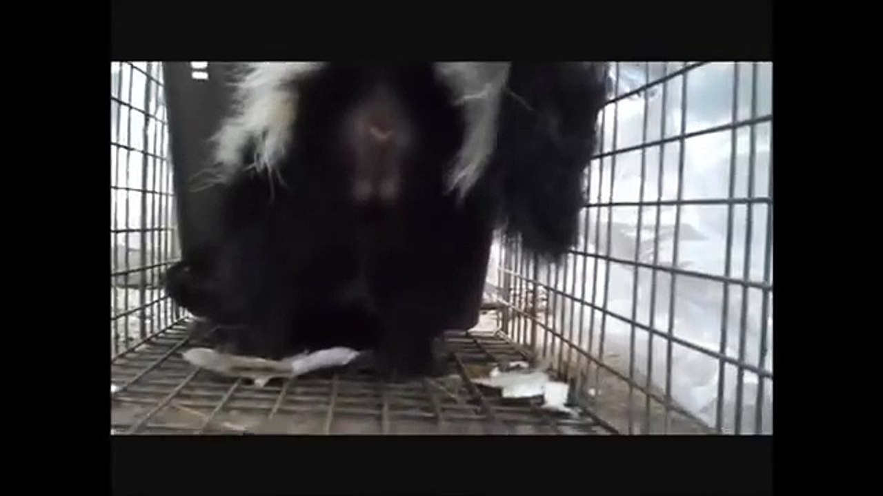 skunk spraying