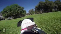 Dog Running In Park With GoPro