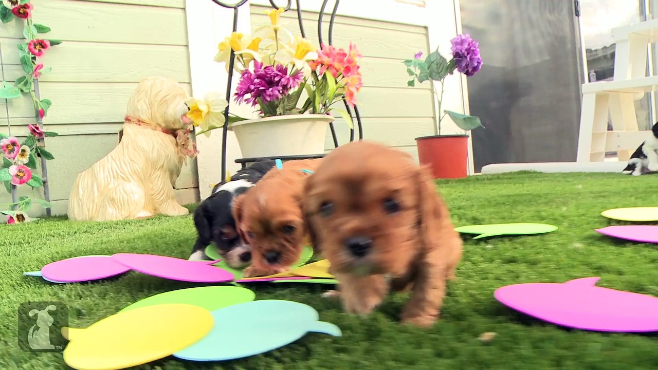 Cute Puppies With Speech Bubbles