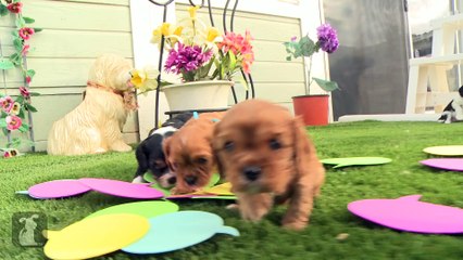 Cute Puppies With Speech Bubbles