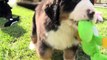 BERNESE MOUNTAIN DOG PUPPIES COMPILATION