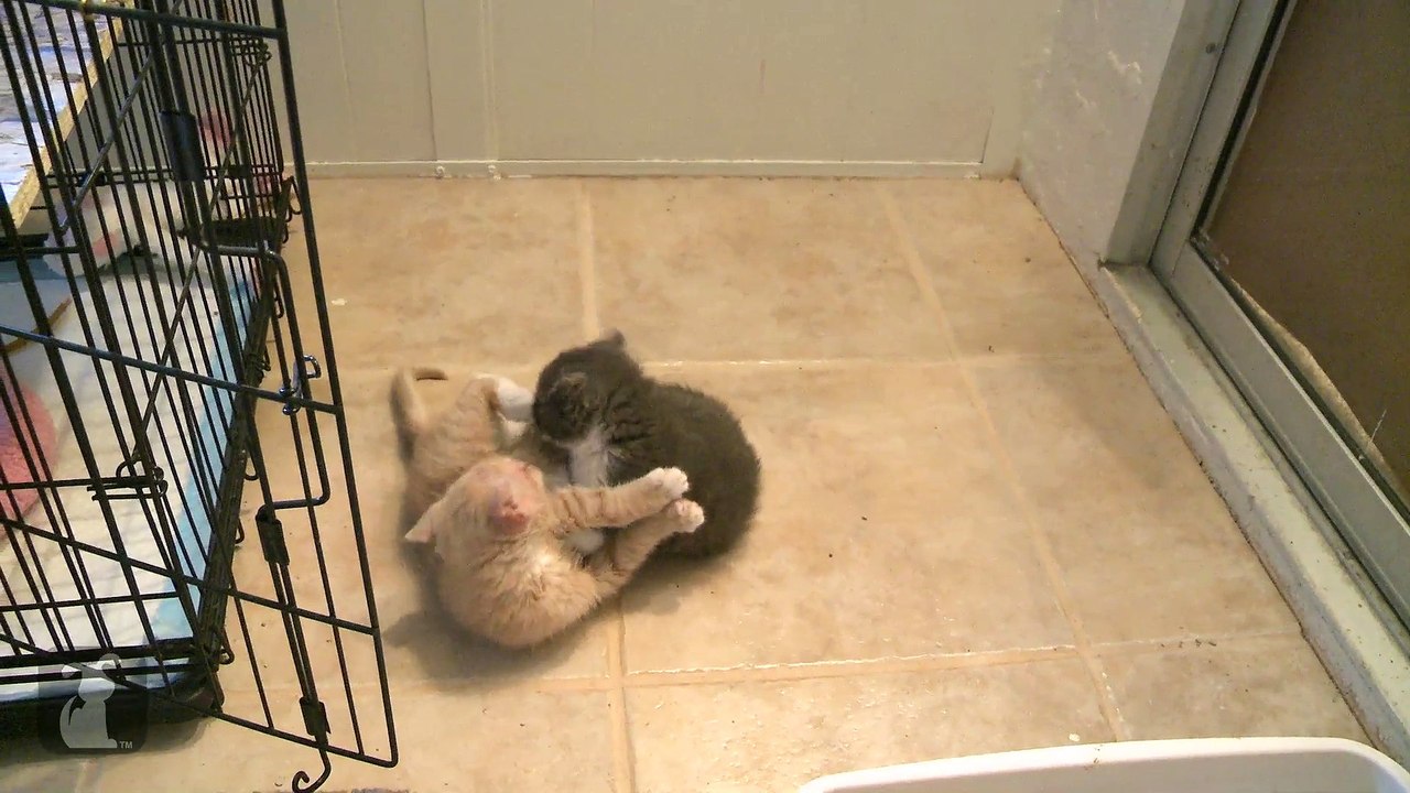 Ultimate Kitten Fight