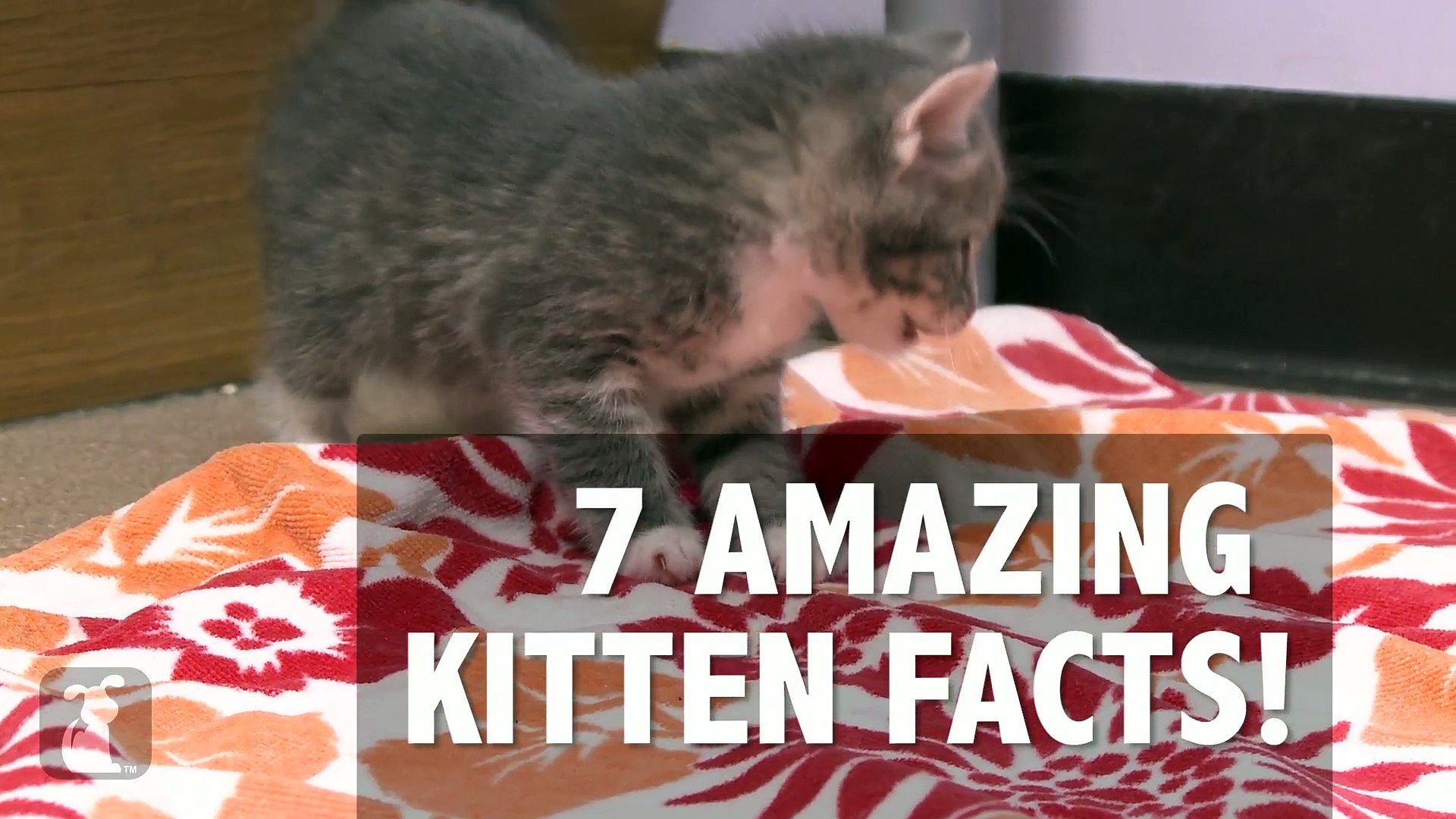 ⁣7 Kitten Amazinfg Kitten Facts