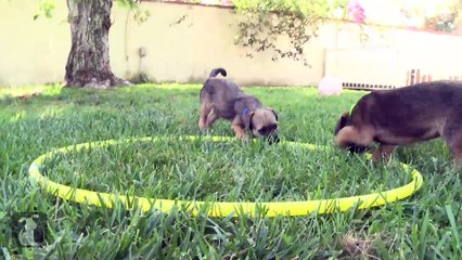 Border Terriers Learn To Hula Hoop