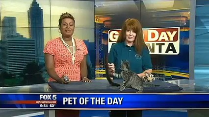 Un chaton énergique sur un plateau de télévision