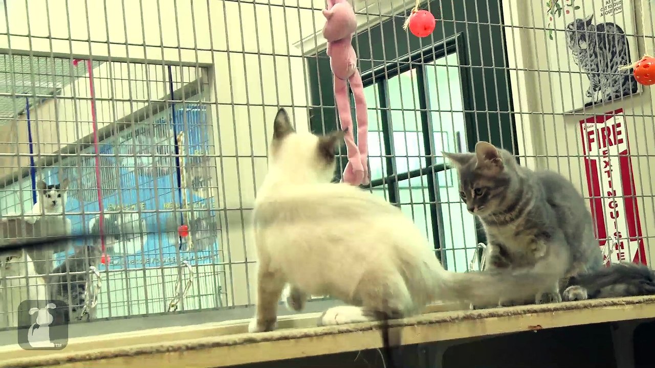 Who's The Cutest Kitten