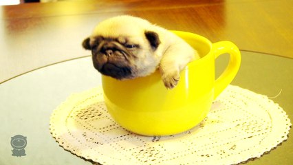 Wake Up With A Pug In Your Cup