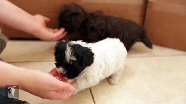 Havanese Puppies Nibble On You Finger