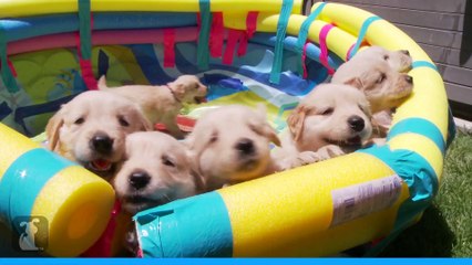 Golden Retriever Facts