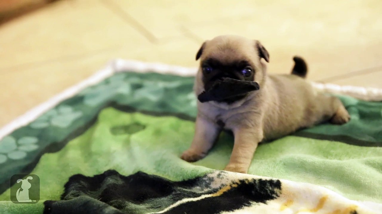Pug Puppies Are Hipsters