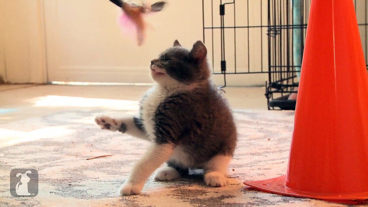 Kittens Love Feather Toys